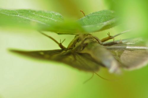 Cydalima perspectalis